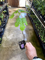 Fig Tree - 'Black Mission' - Fruiting Fig Tree - Ficus Carica