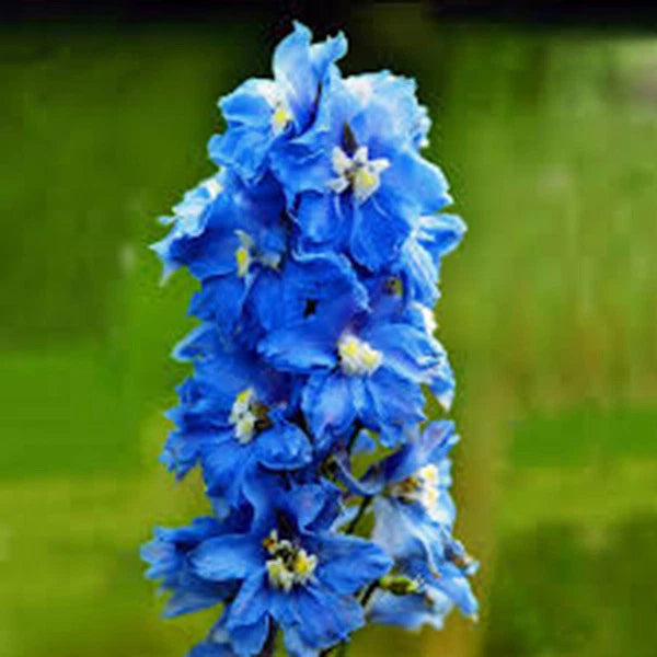 LARKSPUR, GIANT IMPERIAL 100+ SEEDS NEWLY HARVESTED, A GREAT CUT FLOWER