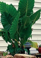 ***CALIDORA*** Elephant Ear Alocasia Live Starter Plant**COLD HARDY**GETS HUGE!
