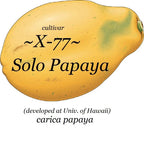 ~LAIE GOLD~ Yellow PAPAYA Kamiya Hybrid Waimanalo Solo X-77 UH Cultivar 30 SEEDS