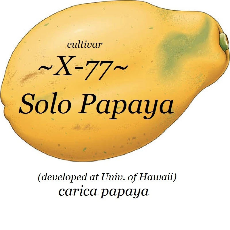 ~LAIE GOLD~ Yellow PAPAYA Kamiya Hybrid Waimanalo Solo X-77 UH Cultivar 30 SEEDS