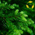 ORIENTAL SPRUCE Picea Orientalis - 10+ SEEDS