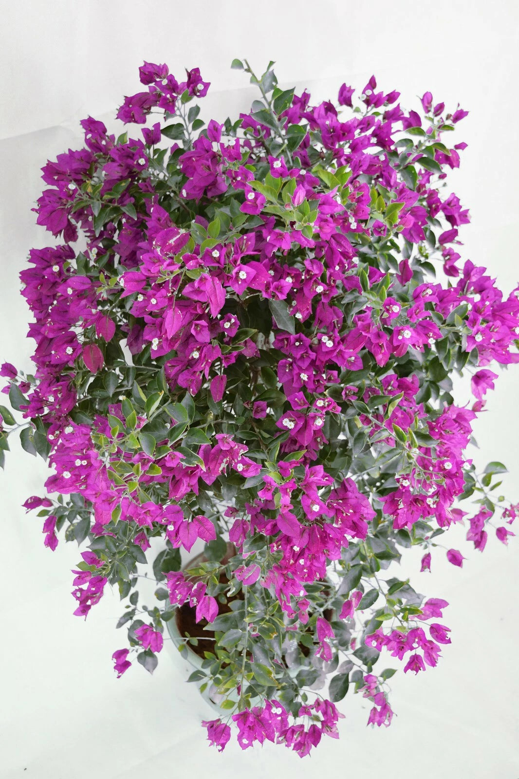 Well Rooted **VIOLET** Live Bougainvillea starterplug plant*