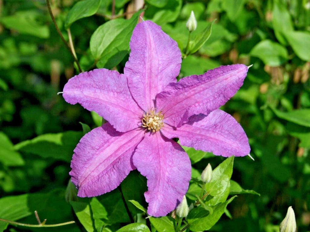 15 DANUTA CLEMATIS SEEEDS