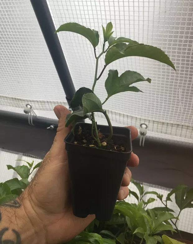 Purple Passion Fruit Plant - Passiflora Edulis 'Frederick' - Edible