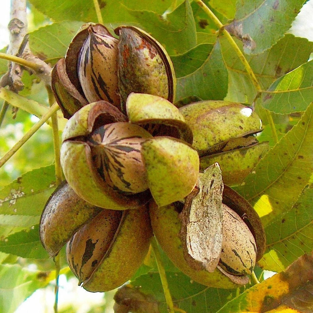 PAPERSHELL PECAN Carya Illinoensis - 5 SEEDS