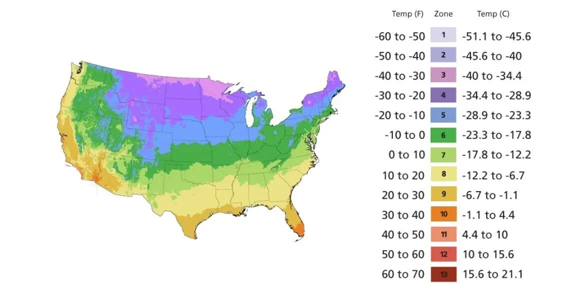 1000 Emerald Zoysia Grass Seeds ¨C Premium Lawn Turf Drought & Heat Tolerant
