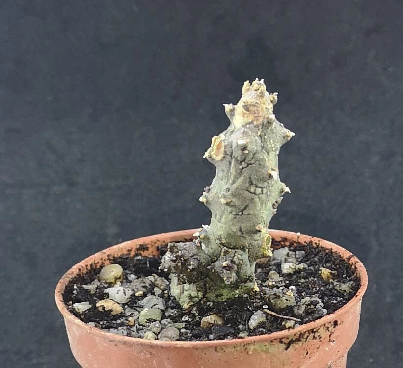 Ceropegia stapeliformis monstruosa , read description!, Phyto available