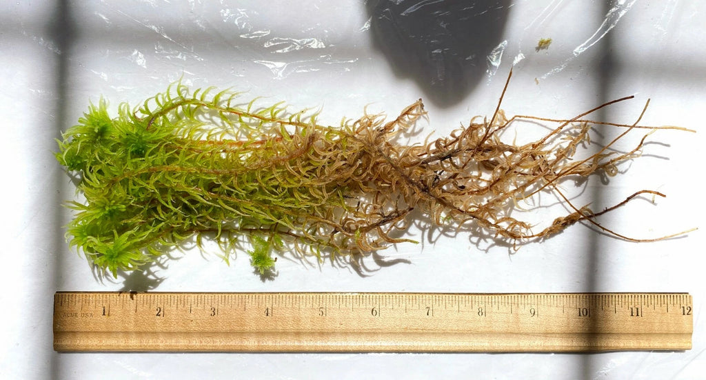 Premium Live Organic Sphagnum Moss Orchid Terrarium Carnivorous Plants 1GL ~3LB