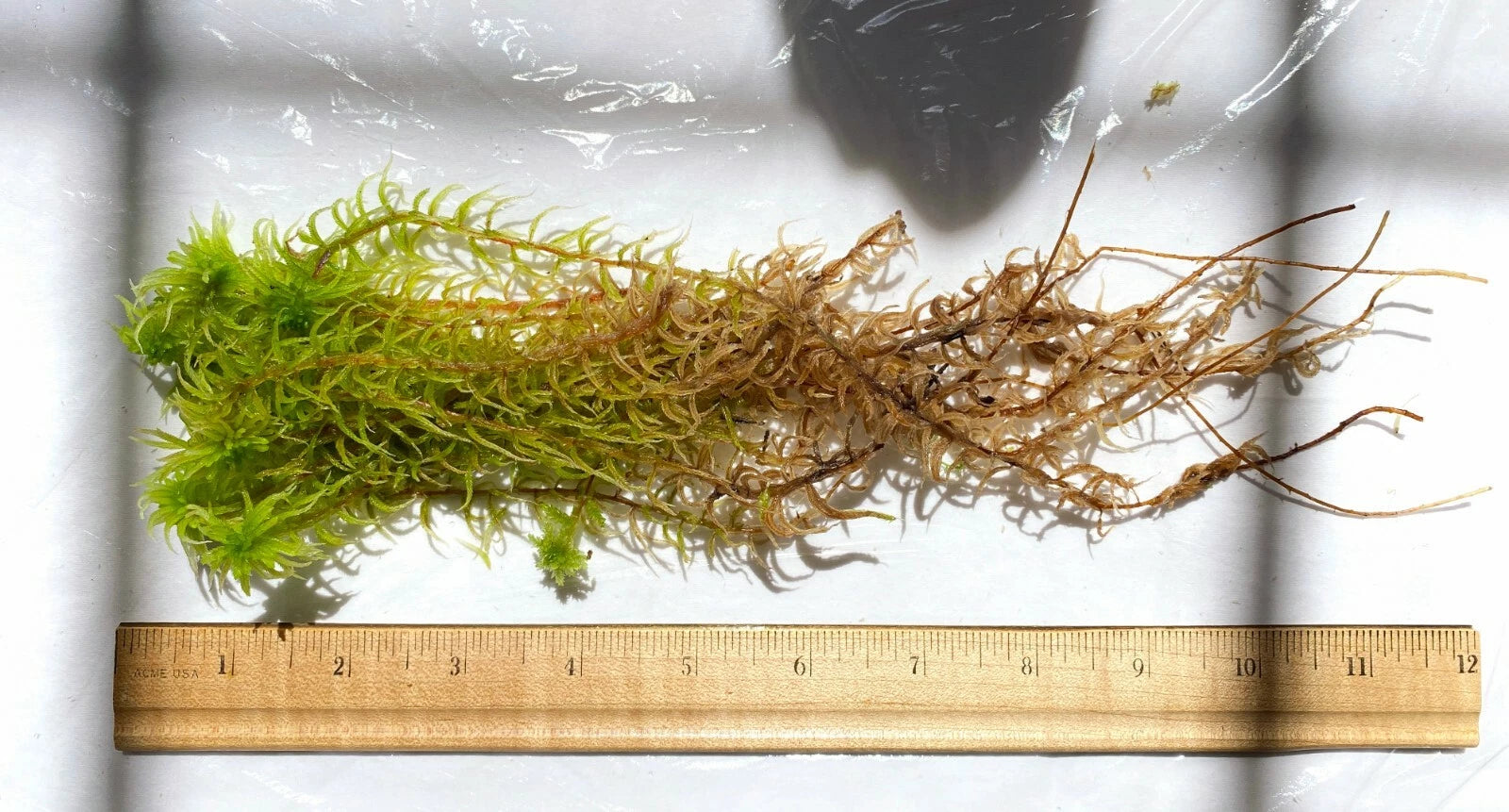 Premium Live Organic Sphagnum Moss Orchid Terrarium Carnivorous Plants 1GL ~3LB