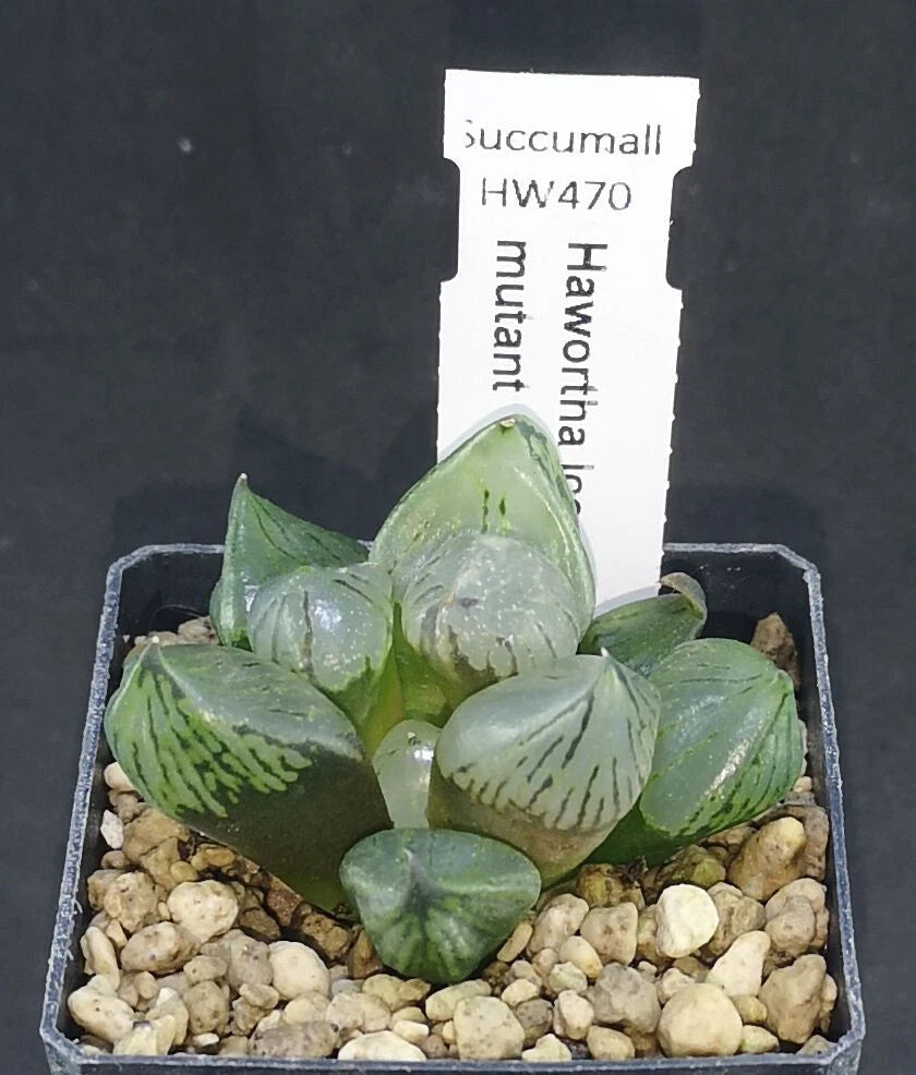 HW470 Haworthia Ice Crystal mutant , Phyto available