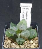 HW470 Haworthia Ice Crystal mutant , Phyto available