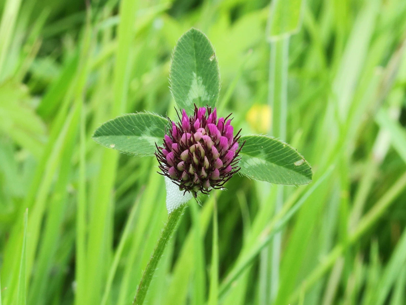 1000 Mammoth Red Clover Seeds - Trifolium pratense Mammoth - Non-GMO Seeds