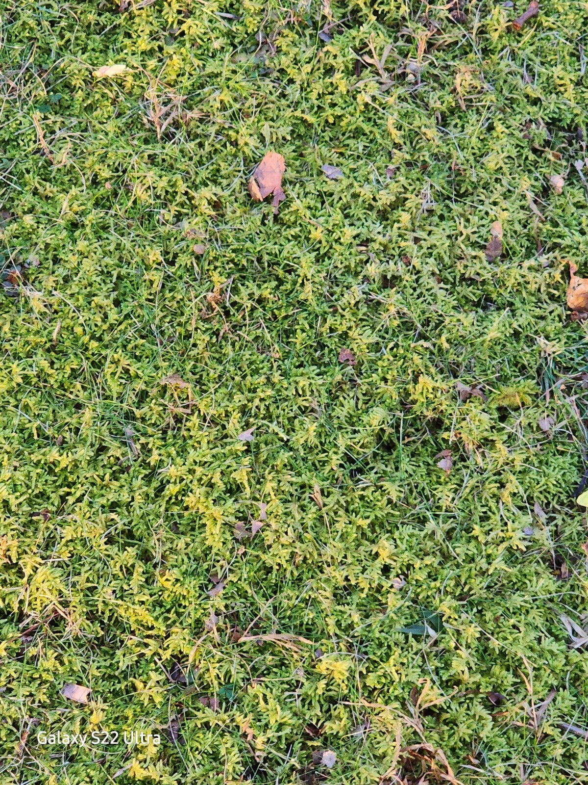 10 QUART Bags Full Kentucky Live Mix Cushion, Mood & Fern Moss Assortment