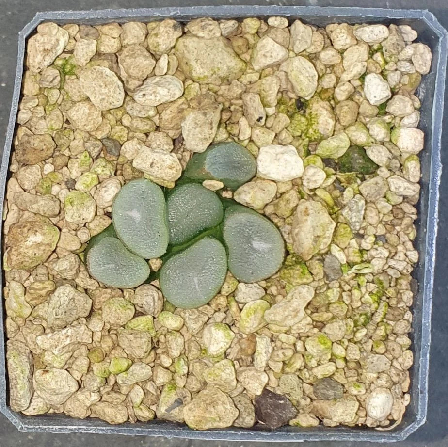 HW075 Haworthia maughanii 'HAKUGIN LENS' , Phyto available