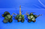 Haworthia maughanii BIG WINDOW, 3 PLANTS, STRONG TAPROOTS, Phyto available