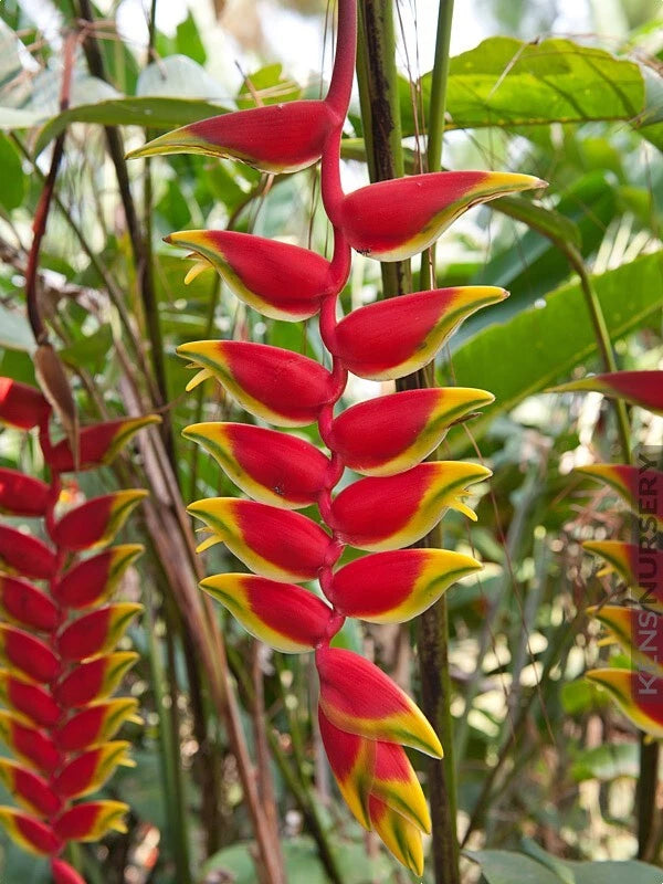 HELICONIA  ROSTRATA HANGING LOBSTER CLAW  LIVE RHIZOME EXOTIC TROPICAL PLANT