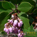 WHITELEAF MANZANITA Arctostaphylos Viscida - 10 SEEDS. *LESS S&H