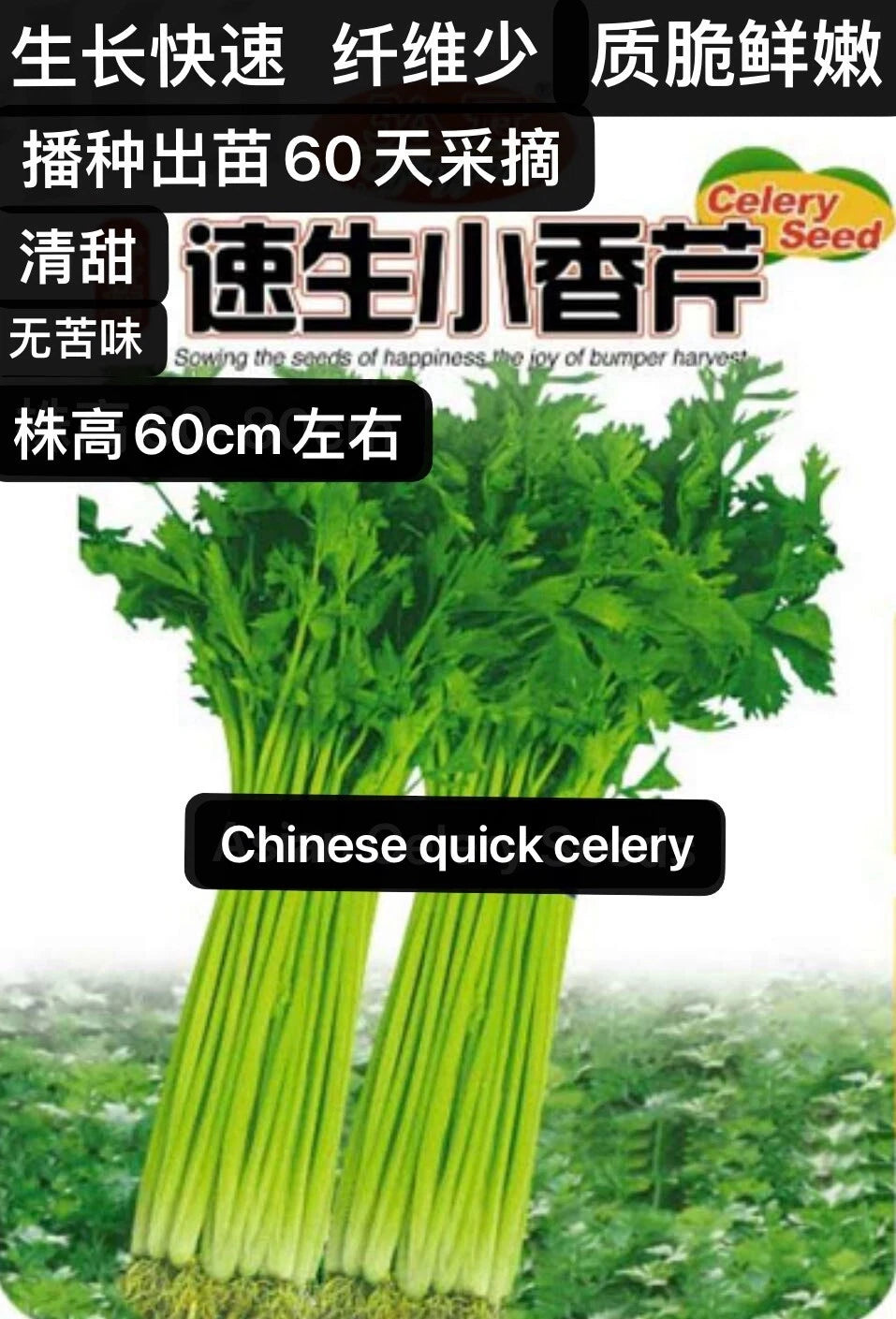 500Chinese quick celery seeds Kin-tsai Kunchoy Qincai Kinchay500