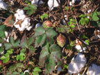 12 UPLAND COTTON SEEEDS  Gossypium hirsutum