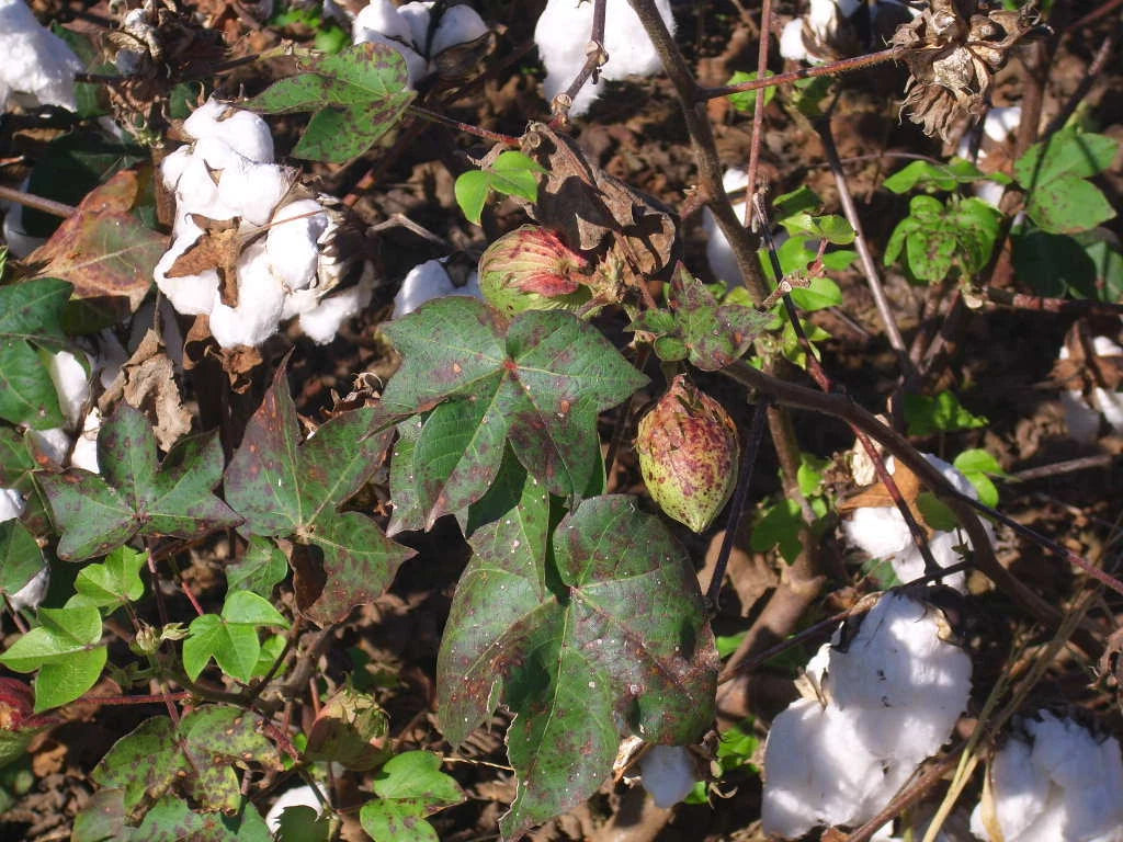 12 UPLAND COTTON SEEEDS  Gossypium hirsutum