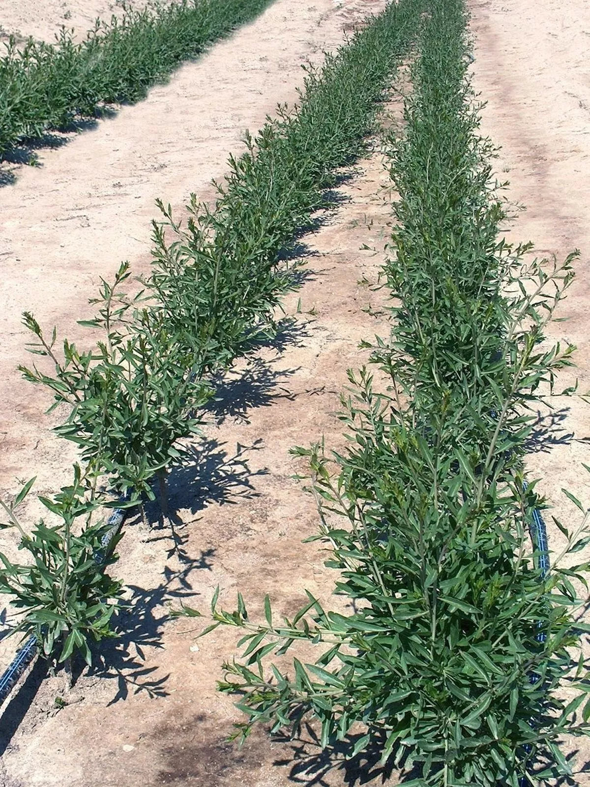 T179C Lot 10 Goji Berry Fresh Cuttings From Mature Plant Will Flower Fruit Soon