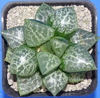 HW207 Haworthia 'AMAZONESS' Renny Wong hybrid, Phyto available
