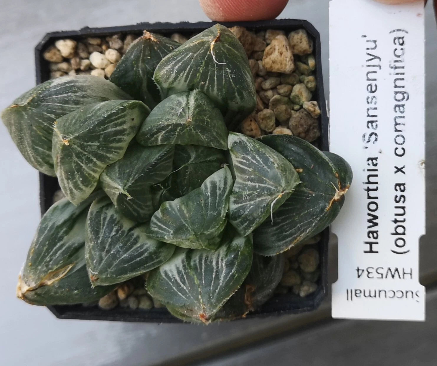 HW534 Haworthia 'Sansenjyu' obtusa x comagnifica variegated, Phyto available