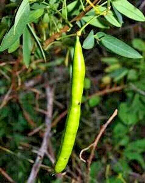 15 ARGENTINE SENNA SEEEDS - Senna corymbosa