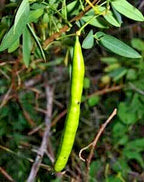 15 ARGENTINE SENNA SEEEDS - Senna corymbosa