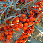 SEA BUCKTHORN Hippophae Rhamnoides - 30+ SEEDS