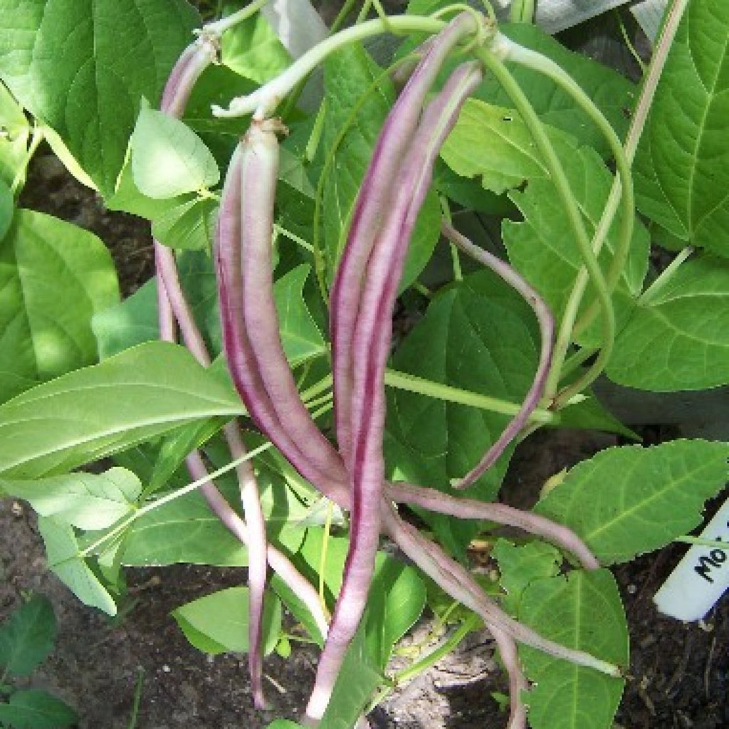 HORSE GRAM Dolichos Biflorus - 30+ SEEDS