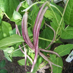 HORSE GRAM Dolichos Biflorus - 30+ SEEDS