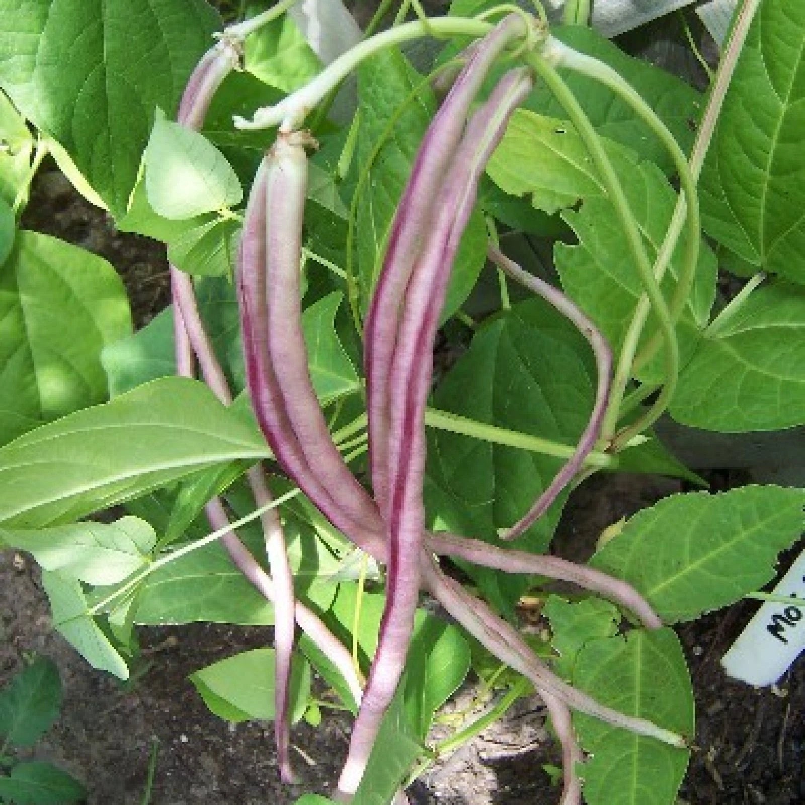 HORSE GRAM Dolichos Biflorus - 30+ SEEDS