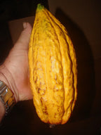 ~CACAO~ 3-4ft Cocoa healthy Chocolate Tree Tropical Fruit LARGE POT'D plant
