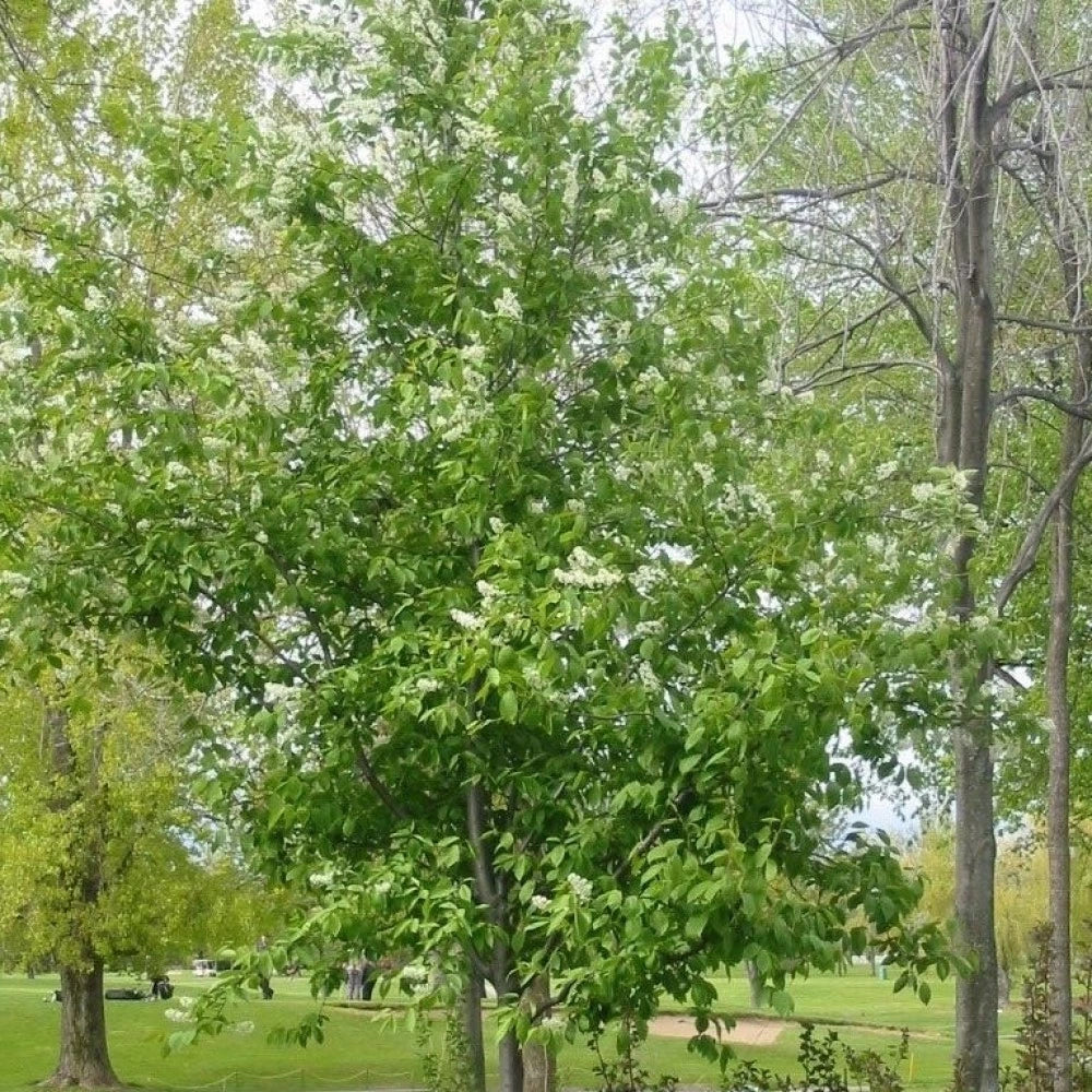 BLACK CHOKE CHERRY Prunus Virginiana - 20+ SEEDS