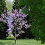 PRINCESS TREE Paulownia Tomentosa - 100 SEEDS. *LESS S&H