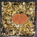 Lithops karasmontana aiaisensis cv 'orang, phyto available, living stone, mesemb