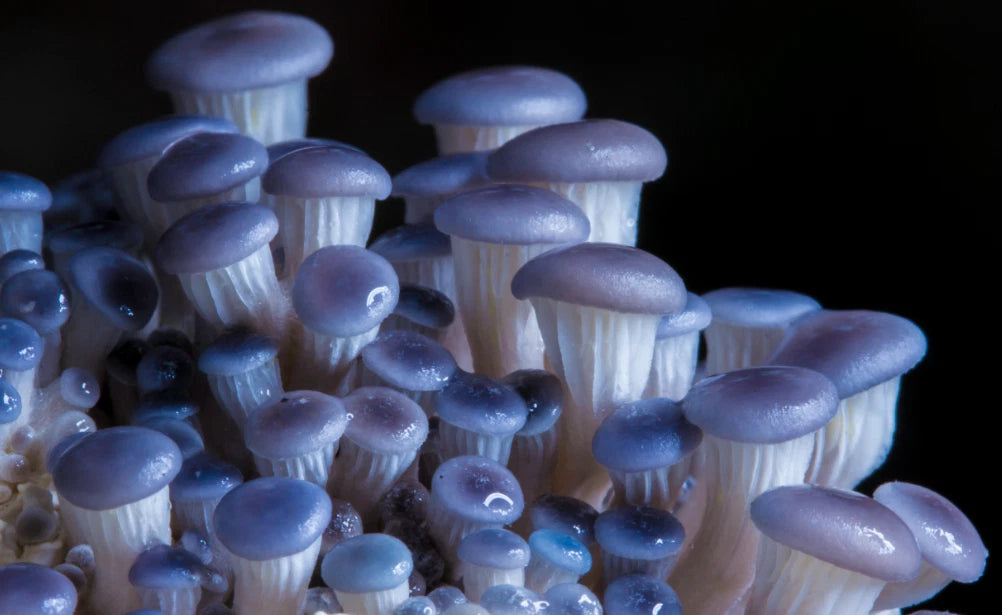 Seeds Mushroom Oyster Blue Mycelium Spawn Spores Organic Ukraine