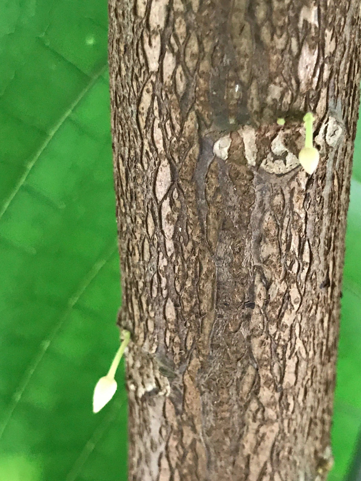 RED TRINITARIO Theobroma Cacao Cocoa Chocolate Fruit Tree Potted Plant Medium Po