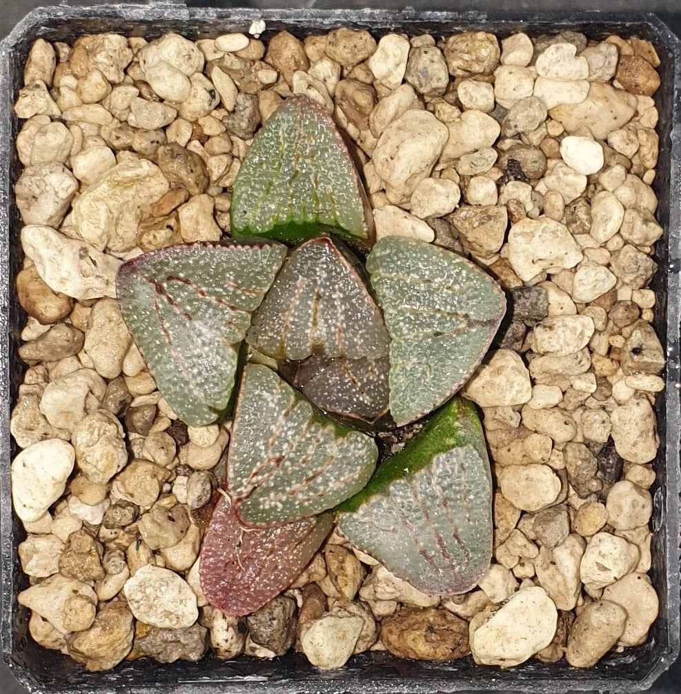 HW030 Haworthia dekenahii var. argenteo-macul