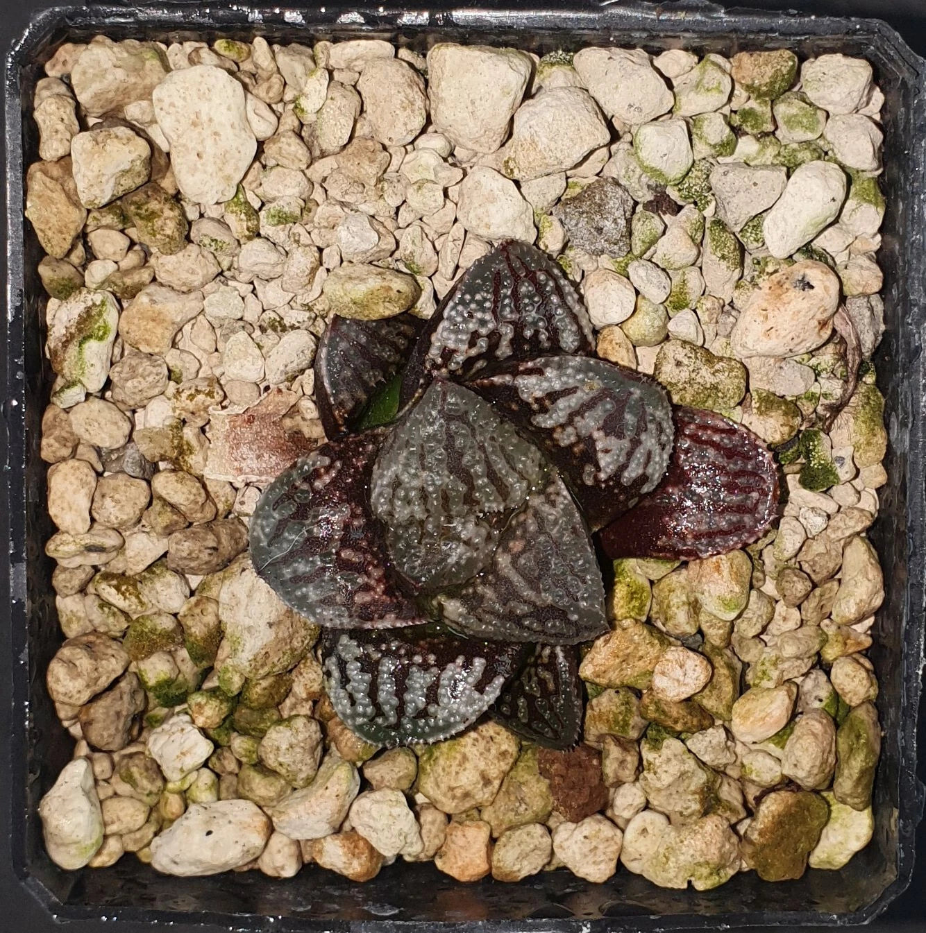 HW115 Haworthia splendens 'PEARL', Phyto available