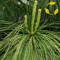 HIMALAYAN BLUE PINE Pinus Wallichiana griffithi - 10 SEEDS