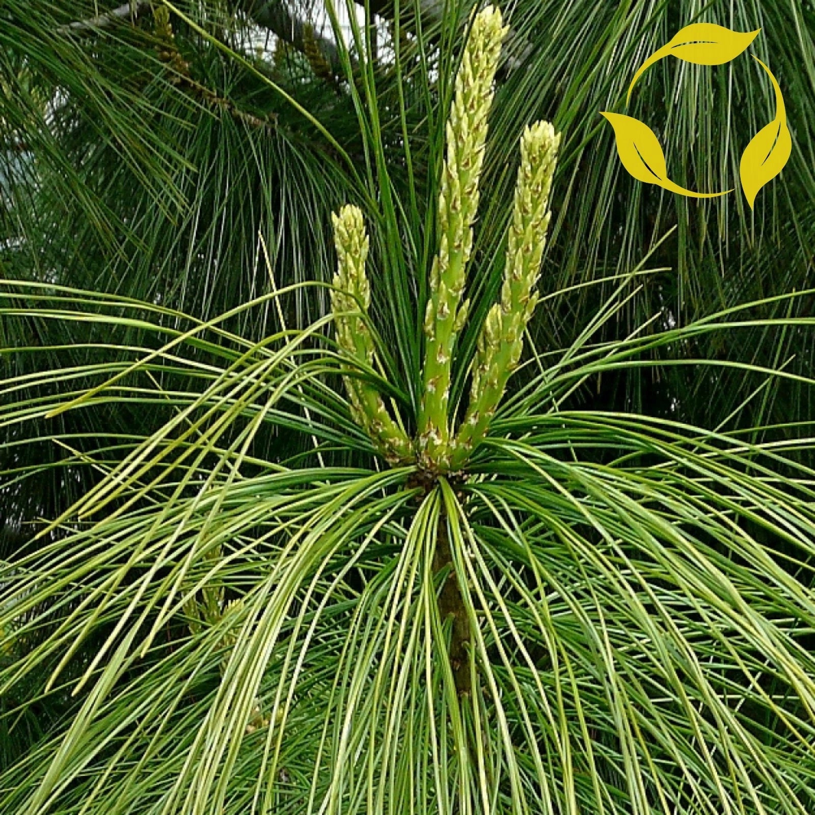 HIMALAYAN BLUE PINE Pinus Wallichiana griffithi - 10 SEEDS