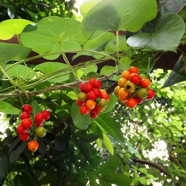 Tinospora cordifolia | Kanda Amrta | Moonseed | Guduchi | Giloy | 10_Seeds