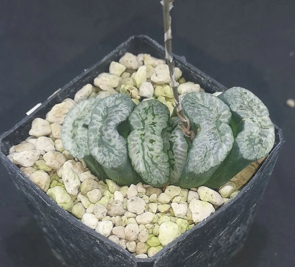 HW140 Haworthia truncata 'GENBU', Phyto available
