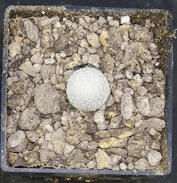 Epithelantha ilariae, Bustamente, NL.,  read description!,  read description!