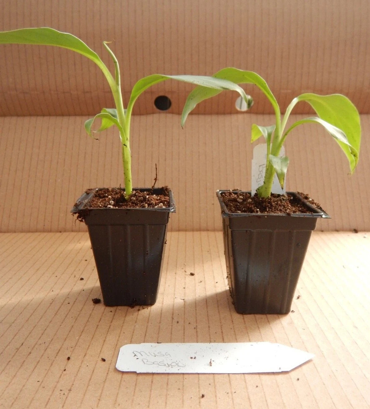 ~BASJOO Banana Tree~~Cold Hardy Musa Live Banana Tree-SMALL ROOTED STARTER PLANT