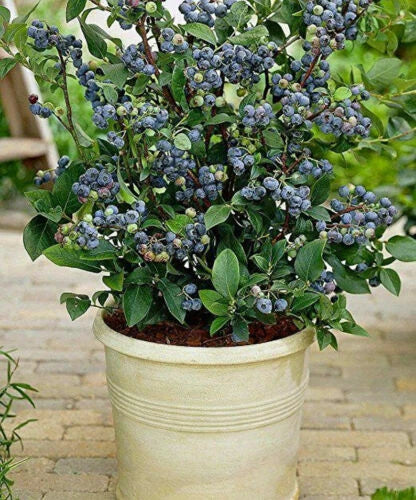 100+ Blueberry Seeds  - Dwarf Top Hat  | Low Bush Variety - Sweet Edible Fruits