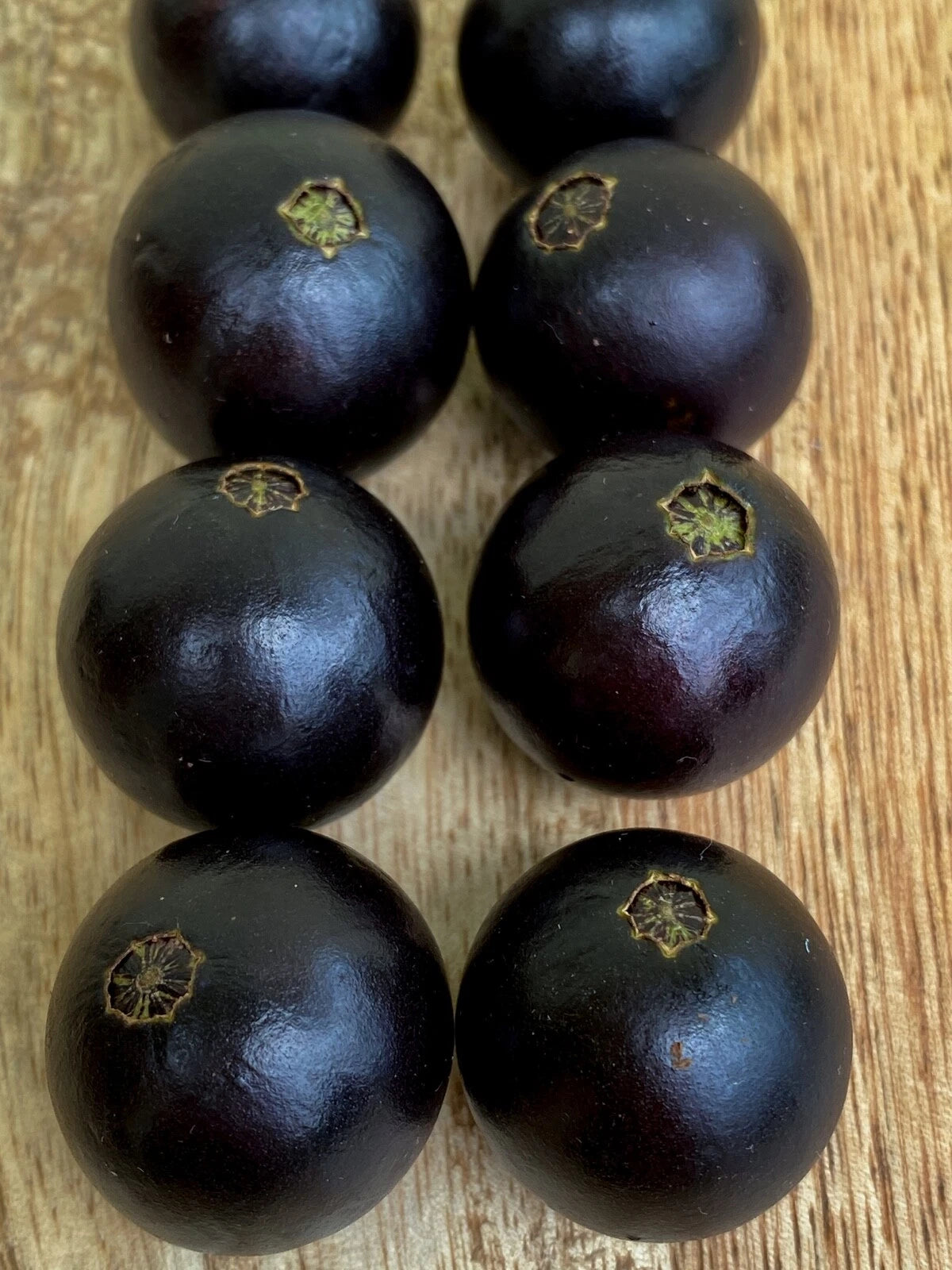 Jaboticaba Plinia Coronata Jabuticaba Fruit Tree tropical Plant VERY RARE!